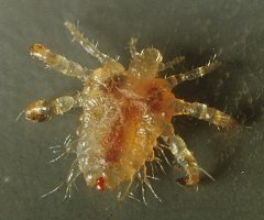 не блоху, а вошь.