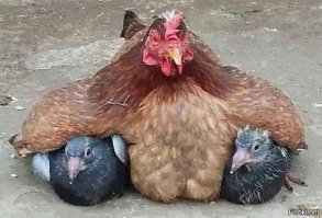 Мама-курица укрыла своих птенцов от сильного дождя