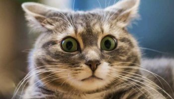 Коты ни за что, ни про что отхватили.