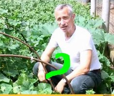 Мужчина показал всему миру свой огурец и тут же стал героем битвы фотошоперов