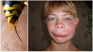 Шершни построили огромное гнездо в салоне автомобиля