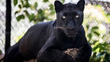 Шикарные портреты больших кошек, которые никого не оставят равнодушным