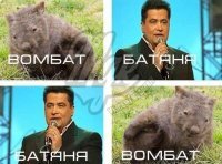 О чём мечтают детёныши вомбатов? Это милое видео неоднозначно восприняли пользователи Сети