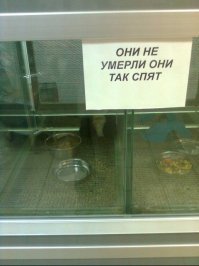 А он точно спит?