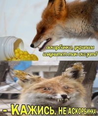 Кажется кто-то упоролся. Шедевры от таксидермистов