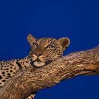 Морда как у меня утром :)