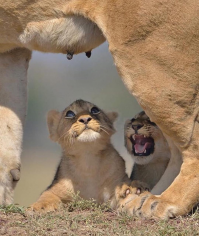 добавлю ми-ми...