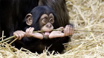 это совершенство!!!!!!!!!!!!!!!!!!