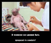 О чём мечтают детёныши вомбатов? Это милое видео неоднозначно восприняли пользователи Сети