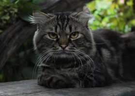 А вот моя модель, только он обычный Котейко