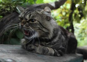 А вот моя модель, только он обычный Котейко