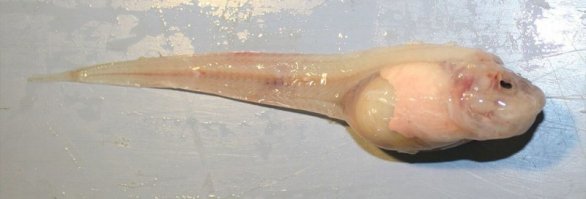 На головастика похож.