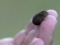 -А сейчас к доске пойдёт...