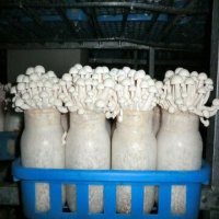 пучками растет и в ус не дует