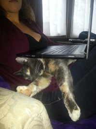 а потом пух из вентилятора доставать