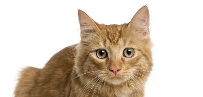 Уважаемые, я к вам за советом. Есть кот. В коте десять килограммов. Есть кровать. У кровати высокая мягкая спинка шириной 10-15 сантиметров. И есть хозяева кота, которые спят на этой кровати.
Ночью кот запрыгивает на спинку кровати и ходит по ней. У кота ночной променад. Но поскольку кот в прошлой жизни был коровой и некоторые особенности перенес в нынешнюю инкарнацию, на четвертой-пятой ходке он теряет равновесие и шмякается вниз.
Если мне везет, кот падает рядом. Если не везет, на мою голову приземляются десять килограммов кота, причем почему-то всегда задницей.

Вопрос: как отучить кота от этой привычки?

Были перепробованы:
- липкие ленты, разложенные на спинке кровати. (В итоге полночи отдирали их от ополоумевшего кота, чуть без скальпа его не оставили).
- нелюбимый котом аромат иланг-иланга. (Кот наплевал на то, что аромат у него нелюбимый).
- мандариновая кожура в больших количествах (Кот брезгливо посшибал шкурки мне на голову, в процессе упал за ними сам).

Что еще можно сделать? С брызгалкой под подушкой я уже спала. Кот удирает, затем возвращается.

Два дня назад я запостила в сообществе крик души. Получила много отзывов. Два пошли в дело сразу же.
Как обещала, отчитываюсь.

Я люблю простые и легко реализуемые идеи. Поэтому предложения прибить полочку к кровати, к коту, к своей голове, чтобы ему было удобно на нее падать, были отложены на потом.

Для начала я взяла у ребенка шесть воздушных шариков, надула и зажала пимпочками между стеной и кроватью. Получилось очень красиво. Мы с мужем полюбовались на них и легли спать.

В середине ночи грохнул выстрел. Спросонья я решила, что муж застрелил кота (хотя единственное оружие в нашем доме   это водяной пистолет).
Когда включили свет, кот сидел на полу в окружении ошметков синего шарика и недовольно щурился. Ему дали пинка, сдвинули шарики и снова легли спать. Это была наша стратегическая ошибка, доказывающая, как мало мы знаем о котах.

Второй и третий шарики он взорвал минут через двадцать и ускакал, издевательски хохоча. Муж настойчиво попросил меня все убрать и закончить на сегодня с экспериментами. Пока я прятала шарики в шкаф, кот подкрался к самому большому и стукнул по нему лапой.

В чистом итоге: минус четыре шарика, минус два часа сна, минус восемь метров нервных волокон на двоих взрослых. Плюс развлечение коту.

Тогда в дело пошел запасной вариант. Вся спинка кровати была проложена фольгой в несколько слоев, чтобы шуршало громче. Я заверила мужа, что теперь он может спать спокойно: на фольгу кот точно не сунется   побоится.

В общем, почти так и случилось. Кот пришел через пару часов, когда мы заснули. Прыгнул со шкафа на фольгу. Фольга зашуршала, кот страшно перепугался, взвился в воздух и упал на мужа.

В чистом итоге: минус десять метров фольги, минус сорок капель пустырника на двоих взрослых. Плюс развлечение коту.

Итак, у меня была проблема, с которой я пришла в сообщество.

После того, как фольга и шарики не сработали, я стала думать в другую сторону: как не пускать кота по ночам в спальню.

Первым был использован отпугиватель котов. К сожалению, кот не понял, что это отпугиватель. Зато понял муж, который морщился, принюхивался и в конце концов попросил проветрить комнату. Так что у меня теперь есть отпугиватель мужей, кому нужно   могу отдать.

Примерно такой же глупостью оказался тазик с водой. Мы поставили его с тем расчетом, что кот будет плескаться и забудет про кровать (он любит воду). Расчет оправдался наполовину: кот плескался, но про кровать не забыл.
Ночью он прискакал к нам, тряся мокрыми лапами. Мне спросонья показалось, что их у него двадцать две. Десятью он наступил мне на лицо, остальными пробежался по одеялу и простыне.
Напоследок звонко поцеловал мужа в нос, ткнувшись в него мокрой мордой, с которой капала вода.

После этого муж сказал, что черт с ним, с интерьером, он согласен на полочку.
Принес вечером лакированную доску с бортиком, возился два часа, ругал безвинную кровать и, наконец, присобачил. Я хотела сказать, что пусть лучше на нас падает кот, чем эта фиговина (из-под нее живым бы никто не вылез). Но посмотрела на лицо мужа и решила промолчать. Ладно, думаю, одну ночь поспим   а потом я ее сниму от греха.

Вдобавок перед сном прибежал ребенок и набросал на нее свои игрушки. Я махнула рукой и не стала ругаться, потому что размышляла, кто из родственников будет растить ребенка, если нас погребет под полочкой.
(Надо сказать, что волновалась я зря: как выяснилось, муж приколотил ее на совесть).
Ночью на полку пришел кот. Вальяжно прогулялся до середины полочки и тронул лапой одну из игрушек. Это оказался интерактивный хомяк "жу-жу петс".
От прикосновения кошачьей лапы хомяк включился. Призывно воскликнул: "Абузююююю-зы!" и побежал на кота, светясь любовью.
Я бы с радостью рассказала о том, что было дальше. Но врать не стану: мы этого не видели. И вообще кота до утра больше не видели. Хомяк добежал до края полочки и самоубился, как лемминг, прыгнув со скалы в тазик с водой.

Результат: полочку мы сняли.
На спинке кровати теперь сидит сторожевой хомяк. Кот в комнату не заходит. А если ему случается увидеть хомяка в приоткрытую дверь, он раздувается до размеров манула и в ужасе отступает.