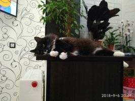 Вот наш,наполовину сибиряк,качество фотографии не очень,но если приглядеться можно увидеть лапки.А еще вокруг шеи у них пушистый воротник и на попе штанишки.