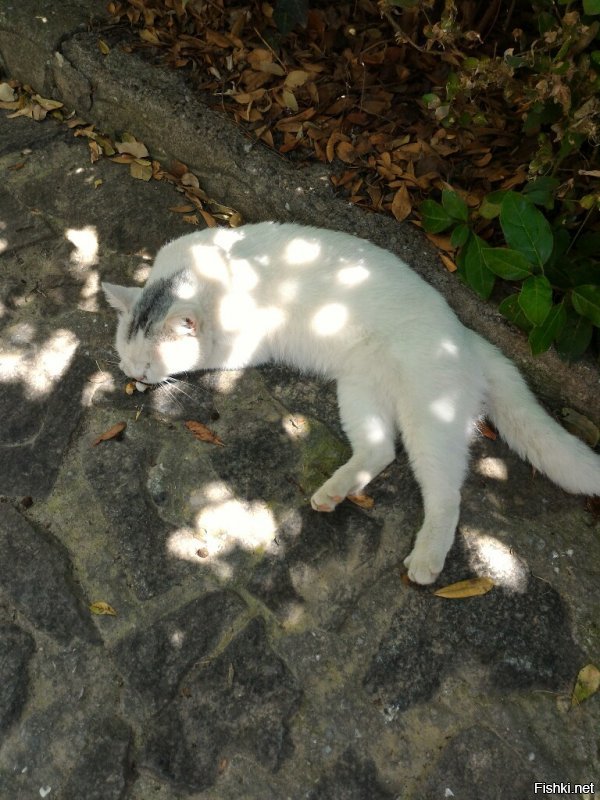 А ещё очень много кошаков в Крыму.Это только малая часть того ,что мы сняли в этом году.