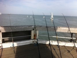 После расчистки пляжа в Мумбаи туда впервые за 20 лет вернулись черепахи