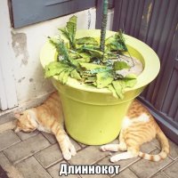 Субботний котопост