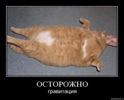 Итальянец оказался в больнице после того, как толстый кот свалился на него с балкона