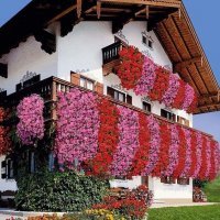 Правда, некоторые создают только в фотошопе. 
Автор вот этого, например.

На самом деле большинство приведенных картинок преобладают растения, которые не так уж и сложно вырастить. Те же петунии, коих здесь множество, очень простые в уходе. 
А вот с плющом другая ситуация. Во-первых, его не везде получится выращивать на улице. Во-вторых, он не очень положительно может влиять на здание, на котором растёт (та же сырость, как пример).
Но у автора не приведено множество других растений, достойных для таких работ: ипомея, клематис, пузыреплодник и т.д.