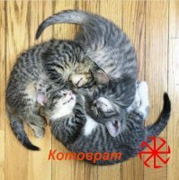 Субботний котопост