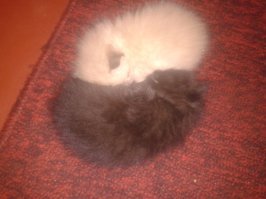 "Инь и Ян." p.s. за качество извиняюсь.