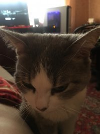 мой котейка