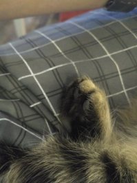 Шерсть есть, но подушечки видны.