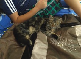 Нашли эту красоту неделю назад. Вылечили один глаз и глисты, теперь живет с нами. Как вы думаете, этот сибирский кот? В Болгарии это редкая порода, а мы нашли ее на улице.