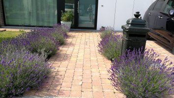 Тот случай, когда садовода уже не удержать