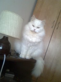 Субботний котопост