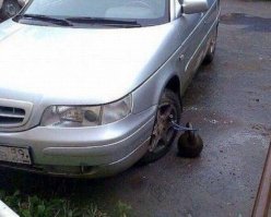 Автовсячина