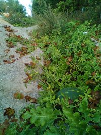 Продолговатые арбузы совсем ничего странного, это такой сорт. К стати вкусные очень. А вот у меня на фото арбуз, это действительно нечто удивительное. Дело в том, что  в нашей области южные растения вызревают, в том числе и арбузы, но! Это в теплицах, под беспрестанным бдением хозяев, со всеми обогревами,  удобрениями, поливом и прочими заботами. А вот это лето удалось на славу и у нас на работе, среди куч песка, гравия, камня и кусков сломанных бордюров, выросло вот такое чудо. Ну прямо "Тигрёнок на подсолнухе". Арбуз попробовали-сладкий сочный. Много вкуснее тех, что покупали на рынке. А этот мы даже обнаружили чисто случайно. чего уж говорить об уходе и поливе.