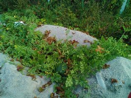 Продолговатые арбузы совсем ничего странного, это такой сорт. К стати вкусные очень. А вот у меня на фото арбуз, это действительно нечто удивительное. Дело в том, что  в нашей области южные растения вызревают, в том числе и арбузы, но! Это в теплицах, под беспрестанным бдением хозяев, со всеми обогревами,  удобрениями, поливом и прочими заботами. А вот это лето удалось на славу и у нас на работе, среди куч песка, гравия, камня и кусков сломанных бордюров, выросло вот такое чудо. Ну прямо "Тигрёнок на подсолнухе". Арбуз попробовали-сладкий сочный. Много вкуснее тех, что покупали на рынке. А этот мы даже обнаружили чисто случайно. чего уж говорить об уходе и поливе.