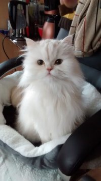 У меня кот не ворует со стола, был пару раз грешок, но это за 14 лет его жизни не считается. 
Моя пушистая радость, Шон зовут.