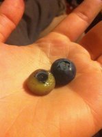 Во-первых, это не черника, а голубика

Во-вторых, (если сделать вид, что мы не заметили, что на этой фотографии силиконовый муляж) яйцо без оболочки не может так выглядеть.

Вот так выглядит яйцо без скорлупы, но с подскорлупной оболочкой

А вот так выглядят яйца без оболочки

* * *
А теперь, друзья, я покажу Вам то, что мало кому удавалось увидеть.
Вот так выглядит ирис "Золотой ключик" без обертки. Вообще. Даже без маленького кусочка.