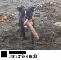 Арни, самый крупный щенок в Великобритании