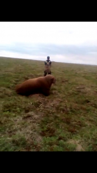 На Чукотке дядьки моржа нашли в 50-км от моря. Уставшего и истощенного. Убивать естественно не стали.