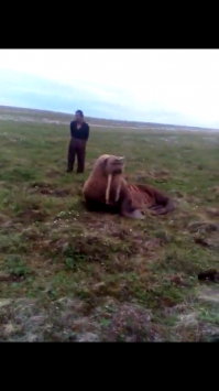 На Чукотке дядьки моржа нашли в 50-км от моря. Уставшего и истощенного. Убивать естественно не стали.