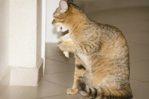 Одна из наших подобрышей долго не могла отъесться - грызла всё, что сможет добыть: орехи, дыню, батон. Сейчас заматерела, даже к деликатесам очень спокойно относится.