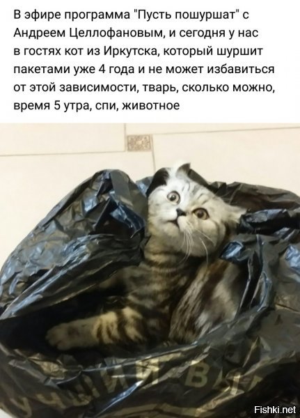 Субботний котопост