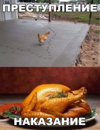 Неровно залили, переделывайте! Курица проинспектировала пешеходную дорожку в Австралии