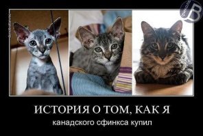 Щенка покрасили краской, чтобы продать за баснословные деньги