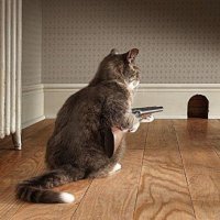 Подарки от котэ