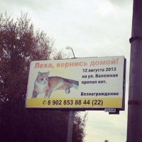 Это точно кота ищут.