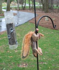 Макадамия - один из самых дорогих орехов в мире