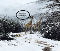 Сюрреалистические кадры: в Африке выпал снег, и жирафы гуляют по белоснежному ковру