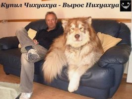 25 животных, которые познали пофигизм в совершенстве
